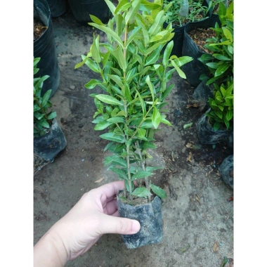 Mẫu Đơn Ngũ Sắc - Cây Cảnh Để Bàn Giá Ưu Đãi 15.000₫, Thêm Xanh Không Gian Nhỏ