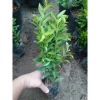 Mẫu Đơn Ngũ Sắc - Cây Cảnh Để Bàn Giá Ưu Đãi 15.000₫, Thêm Xanh Không Gian Nhỏ 4