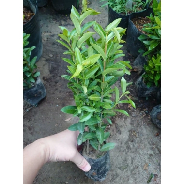 Mẫu Đơn Ngũ Sắc - Cây Cảnh Để Bàn Giá Ưu Đãi 15.000₫, Thêm Xanh Không Gian Nhỏ