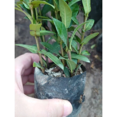 Mẫu Đơn Ngũ Sắc - Cây Cảnh Để Bàn Giá Ưu Đãi 15.000₫, Thêm Xanh Không Gian Nhỏ