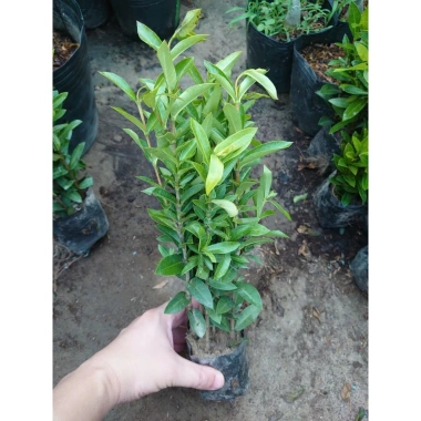 Mẫu Đơn Ngũ Sắc - Cây Cảnh Để Bàn Giá Ưu Đãi 15.000₫, Thêm Xanh Không Gian Nhỏ