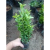 Mẫu Đơn Ngũ Sắc - Cây Cảnh Để Bàn Giá Ưu Đãi 15.000₫, Thêm Xanh Không Gian Nhỏ 9