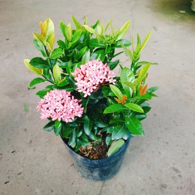 Mẫu đơn ngũ sắc size Trung - Cây chuẩn bị cho hoa, cây cảnh đẹp, giảm giá còn 65.000đ 2 Mẫu đơn ngũ sắc size Trung - Cây chuẩn bị cho hoa, cây cảnh đẹp, giảm giá còn 65.000đ 2