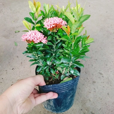 Mẫu đơn ngũ sắc size Trung - Cây chuẩn bị cho hoa, cây cảnh đẹp, giảm giá còn 65.000đ 3 Mẫu đơn ngũ sắc size Trung - Cây chuẩn bị cho hoa, cây cảnh đẹp, giảm giá còn 65.000đ 3