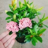 Mẫu đơn ngũ sắc size Trung - Cây chuẩn bị cho hoa, cây cảnh đẹp, giảm giá còn 65.000đ 4
