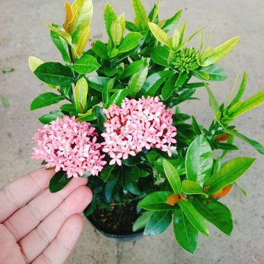 Mẫu đơn ngũ sắc size Trung - Cây chuẩn bị cho hoa, cây cảnh đẹp, giảm giá còn 65.000đ