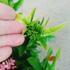 Mẫu đơn ngũ sắc size Trung - Cây chuẩn bị cho hoa, cây cảnh đẹp, giảm giá còn 65.000đ 5