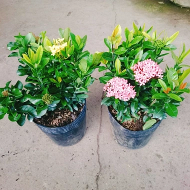 Mẫu đơn ngũ sắc size Trung - Cây chuẩn bị cho hoa, cây cảnh đẹp, giảm giá còn 65.000đ