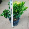 Mẫu đơn ngũ sắc size Trung - Cây chuẩn bị cho hoa, cây cảnh đẹp, giảm giá còn 65.000đ 7