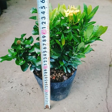 Mẫu đơn ngũ sắc size Trung - Cây chuẩn bị cho hoa, cây cảnh đẹp, giảm giá còn 65.000đ