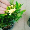 Mẫu đơn ngũ sắc size Trung - Cây chuẩn bị cho hoa, cây cảnh đẹp, giảm giá còn 65.000đ 8