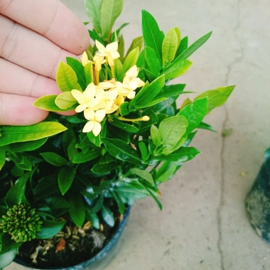 Mẫu đơn ngũ sắc size Trung - Cây chuẩn bị cho hoa, cây cảnh đẹp, giảm giá còn 65.000đ