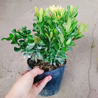Mẫu đơn ngũ sắc size Trung - Cây chuẩn bị cho hoa, cây cảnh đẹp, giảm giá còn 65.000đ