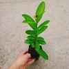 Mẫu Đơn Tím Sen Vĩnh Châu - Cây bông trang hoa thơm ngào ngạt, giá ưu đãi 39.000đ 2