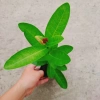 Mẫu Đơn Tím Sen Vĩnh Châu - Cây bông trang hoa thơm ngào ngạt, giá ưu đãi 39.000đ 3
