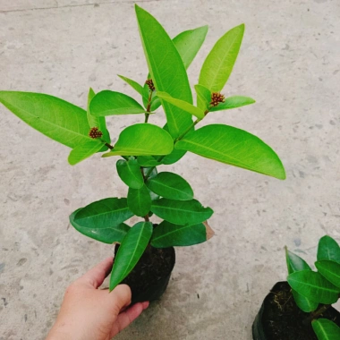 Mẫu Đơn Tím Sen Vĩnh Châu - Cây bông trang hoa thơm ngào ngạt, giá ưu đãi 39.000đ 4