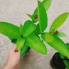 Mẫu Đơn Tím Sen Vĩnh Châu - Cây bông trang hoa thơm ngào ngạt, giá ưu đãi 39.000đ 5