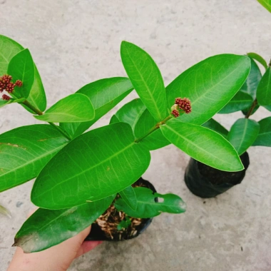 Mẫu Đơn Tím Sen Vĩnh Châu - Cây bông trang hoa thơm ngào ngạt, giá ưu đãi 39.000đ 6