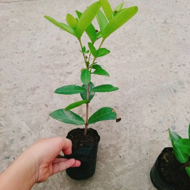 Mẫu Đơn Tím Sen Vĩnh Châu - Cây bông trang hoa thơm ngào ngạt, giá ưu đãi 39.000đ 7