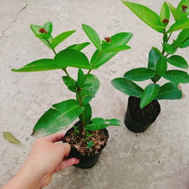 Mẫu Đơn Tím Sen Vĩnh Châu - Cây bông trang hoa thơm ngào ngạt, giá ưu đãi 39.000đ 8