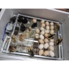 Máy Ấp Trứng 54 Trứng - Thùng Xốp và Alu Viền Nhôm, Chạy Nhiệt Dây Cacbon, Nở trên 95% - Giá 749.000 VND 6