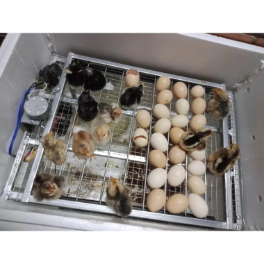 Máy Ấp Trứng 54 Trứng - Thùng Xốp và Alu Viền Nhôm, Chạy Nhiệt Dây Cacbon, Nở trên 95% - Giá 749.000 VND 6 Máy Ấp Trứng 54 Trứng - Thùng Xốp và Alu Viền Nhôm, Chạy Nhiệt Dây Cacbon, Nở trên 95% - Giá 749.000 VND 6