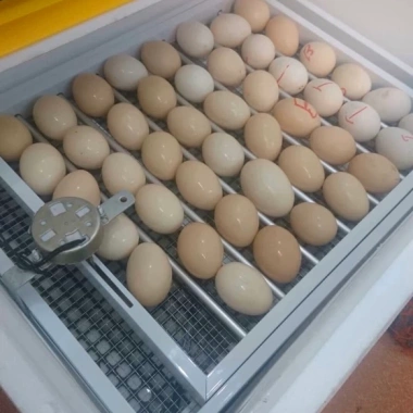 Máy ấp trứng Ánh Dương tự động 56 trứng, đi kèm thùng xốp – Giá chỉ 990.000₫ 2