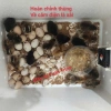 Máy ấp trứng cacbon lắp sẵn thùng xốp cho gà, vịt, ngan, ngỗng, chim trĩ, chim cút - Giá 350.000 VND