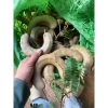 Me xanh chua lè 1kg - Giá chỉ 22.000₫, tươi ngon, vị chua lịm thơm ngon 7