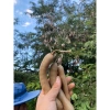 Me xanh chua lè 1kg - Giá chỉ 22.000₫, tươi ngon, vị chua lịm thơm ngon 8