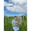 Miến Dong Sợi Nhỏ & To, Ngon Không Bở Nát, Từ Bột Củ Dong Riềng - 79.000₫ 5
