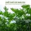 Miếng Dán Ngải Cứu 12 miếng Giảm đau vai gáy nhanh, thải độc, giá 26.500 VND 6