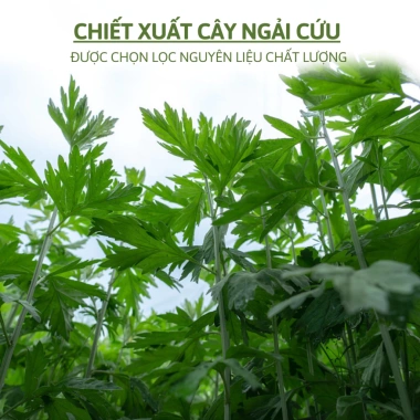 Miếng Dán Ngải Cứu 12 miếng Giảm đau vai gáy nhanh, thải độc, giá 26.500 VND 6