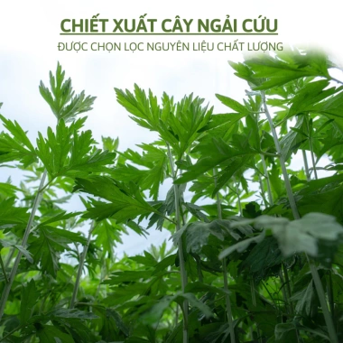 Miếng Dán Vai Gáy Ngải Cứu Thảo Dược 12 Miếng - Giảm Nhức Mỏi, Tăng Lưu Thông Khí Huyết 16.000đ