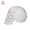 Mô hình đầu lâu tháo rời + mũ - Đồ dùng giáo viên mầm non, giá ưu đãi 653.400₫