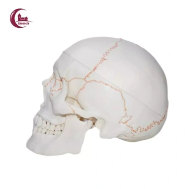 Mô hình đầu lâu tháo rời + mũ - Đồ dùng giáo viên mầm non, giá ưu đãi 653.400₫