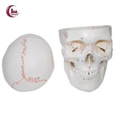 Mô hình đầu lâu tháo rời + mũ - Đồ dùng giáo viên mầm non, giá ưu đãi 653.400₫