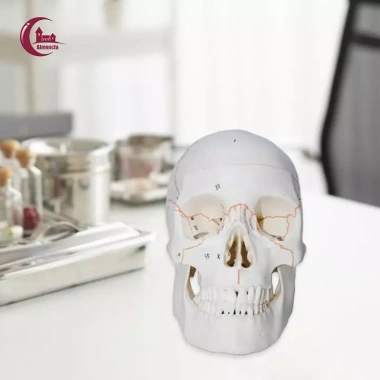 Mô hình đầu lâu tháo rời + mũ - Đồ dùng giáo viên mầm non, giá ưu đãi 653.400₫