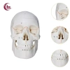 Mô hình đầu lâu tháo rời + mũ - Đồ dùng giáo viên mầm non, giá ưu đãi 653.400₫ 5
