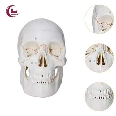 Mô hình đầu lâu tháo rời + mũ - Đồ dùng giáo viên mầm non, giá ưu đãi 653.400₫