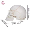 Mô hình đầu lâu tháo rời + mũ - Đồ dùng giáo viên mầm non, giá ưu đãi 653.400₫ 6