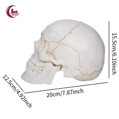 Mô hình đầu lâu tháo rời + mũ - Đồ dùng giáo viên mầm non, giá ưu đãi 653.400₫ 6 Mô hình đầu lâu tháo rời + mũ - Đồ dùng giáo viên mầm non, giá ưu đãi 653.400₫ 6