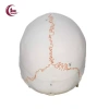 Mô hình đầu lâu tháo rời + mũ - Đồ dùng giáo viên mầm non, giá ưu đãi 653.400₫ 7