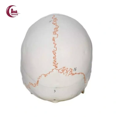 Mô hình đầu lâu tháo rời + mũ - Đồ dùng giáo viên mầm non, giá ưu đãi 653.400₫