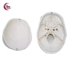 Mô hình đầu lâu tháo rời + mũ - Đồ dùng giáo viên mầm non, giá ưu đãi 653.400₫ 8