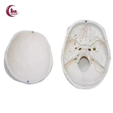 Mô hình đầu lâu tháo rời + mũ - Đồ dùng giáo viên mầm non, giá ưu đãi 653.400₫