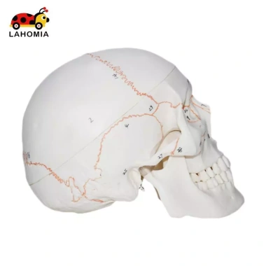 Mô hình đầu lâu tháo rời, mũ giáo viên mầm non - Giá 697.400 VND