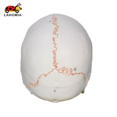 Mô hình đầu lâu tháo rời, mũ giáo viên mầm non - Giá 697.400 VND