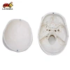 Mô hình đầu lâu tháo rời, mũ giáo viên mầm non - Giá 697.400 VND 3