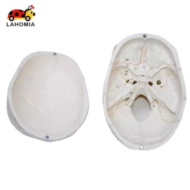 Mô hình đầu lâu tháo rời, mũ giáo viên mầm non - Giá 697.400 VND